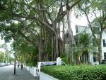 Banyan Trees